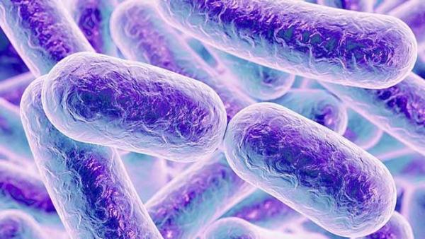 Microbiota Microbiota