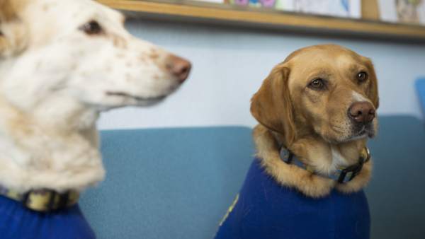 Terapia canina Terapia canina