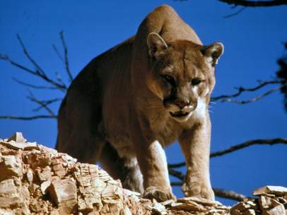 Puma