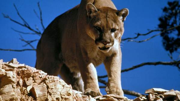 Puma Puma