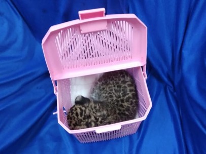 Cria de leopardo