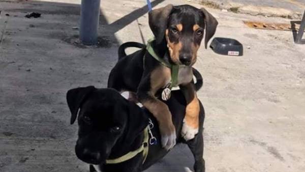 Dos cachorros de perro Dos cachorros de perro