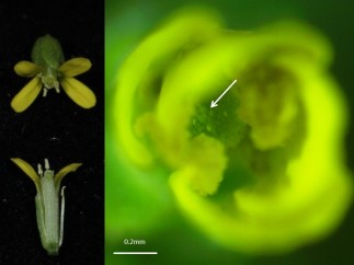Planta 'Erysimum incanum', flor de dicha planta y polen depositado en la flor po
