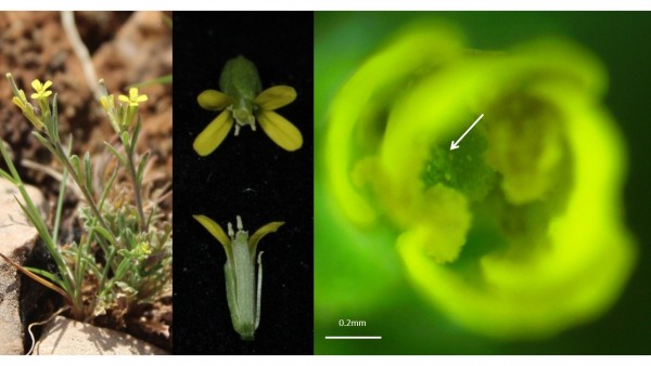 Planta 'Erysimum incanum', flor de dicha planta y polen depositado en la flor po Planta 'Erysimum incanum', flor de dicha planta y polen depositado en la flor po