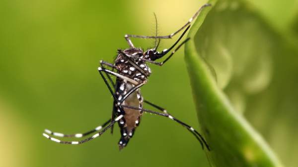 Mosquito Mosquito