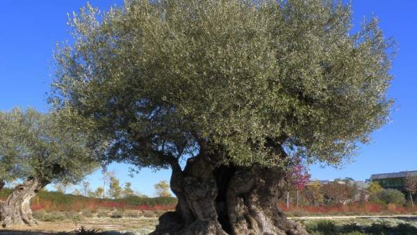 Olivo milenario cuyo ADN ha sido descifrado por completo Olivo milenario cuyo ADN ha sido descifrado por completo