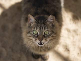 Gato