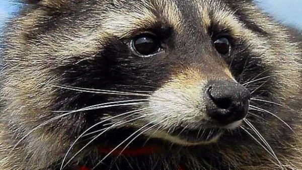 Oreo, el mapache en el que se inspiró el personaje de Rocket Raccoon Oreo, el mapache en el que se inspiró el personaje de Rocket Raccoon
