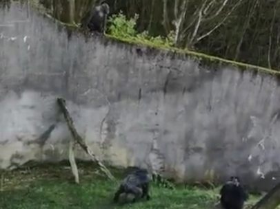Chimpancés escapan del zoo