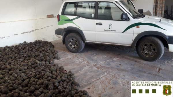 Piñas decomisadas por los agentes medioambientales en Ciudad Real Piñas decomisadas por los agentes medioambientales en Ciudad Real