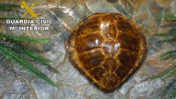 Caparazón de una tortuga boba Caparazón de una tortuga boba