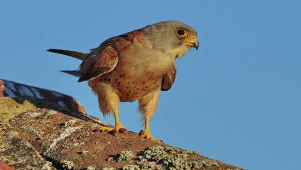 Aves, ornitología Aves, ornitología