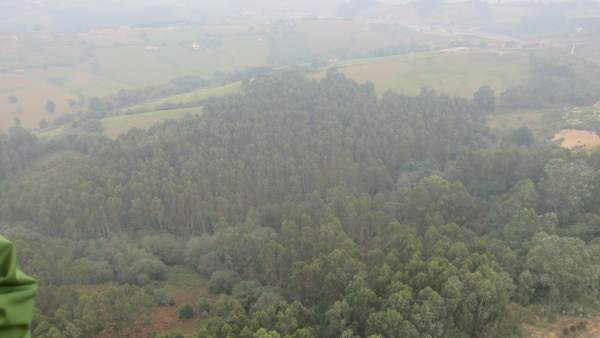 Bosque de eucaliptos Bosque de eucaliptos