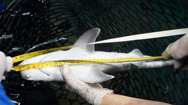 Pesaje y medición del tiburón gris Pesaje y medición del tiburón gris