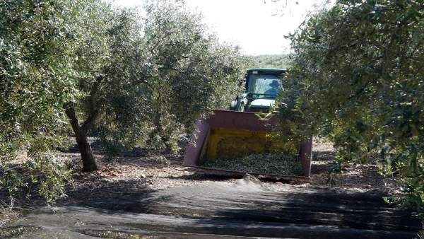 Recogida aceitunas en la provincia de Córdoba Recogida aceitunas en la provincia de Córdoba