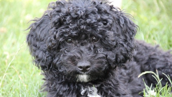 Caniche Caniche