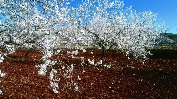 Almendros en flor en el Algarve Almendros en flor en el Algarve