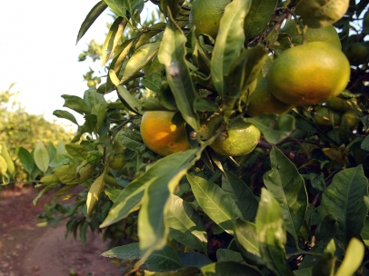 Naranjas