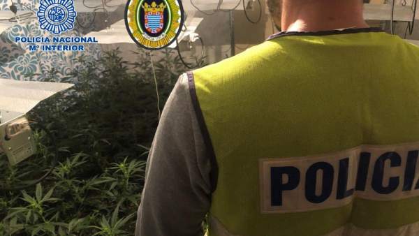 Nota De Prensa: Desmantelada Una Nueva Plantación De Marihuana Ubicada Dentro De Nota De Prensa: Desmantelada Una Nueva Plantación De Marihuana Ubicada Dentro De