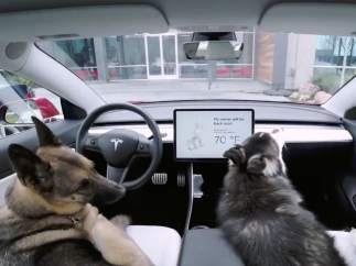 El 'Modo perro'