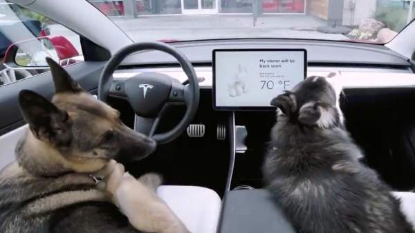 El 'Modo perro' El 'Modo perro'