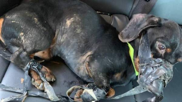 Estado del perro abandonado en un contenedor al ser encontrado por la Policía. Estado del perro abandonado en un contenedor al ser encontrado por la Policía.
