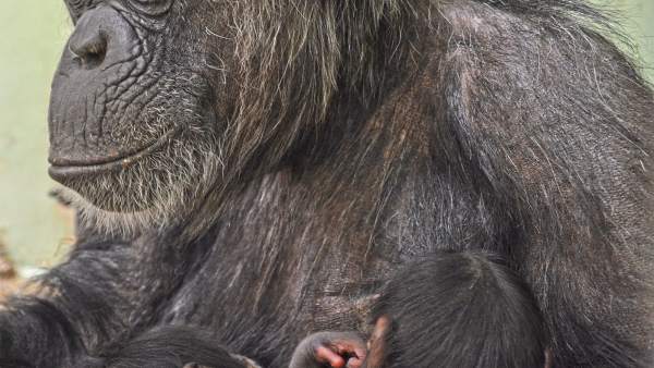 Naixen dos bessons de ximpanzé a Bioparc València Naixen dos bessons de ximpanzé a Bioparc València