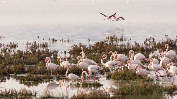 Doñana Doñana