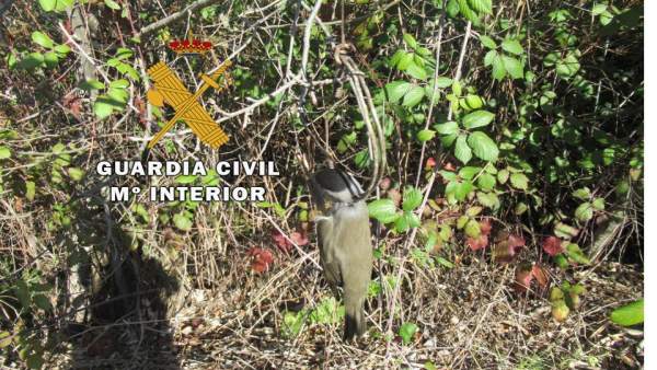 Pájaro muerto en una trampa de costilla Pájaro muerto en una trampa de costilla