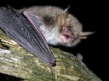 nueva especie de murciélago