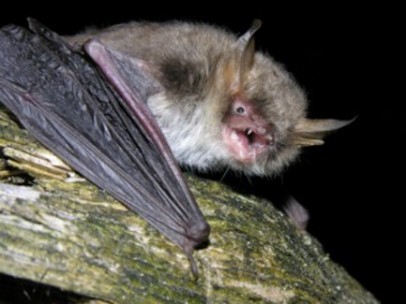 nueva especie de murciélago