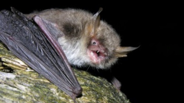 nueva especie de murciélago nueva especie de murciélago