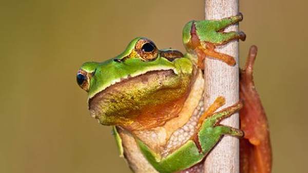 Hyla Molleri, la ranita de San Antonio Hyla Molleri, la ranita de San Antonio