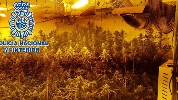 PLantación de marihuana intervenida en Sanlúcar PLantación de marihuana intervenida en Sanlúcar