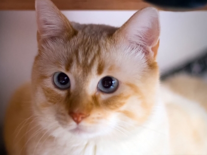Imagen de archivo de un gato.