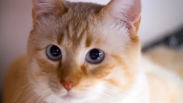 Imagen de archivo de un gato. Imagen de archivo de un gato.