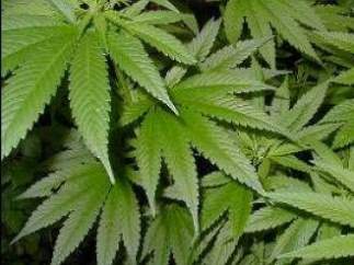 Plantas de marihuana