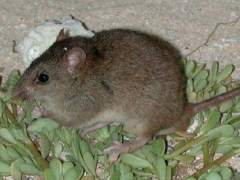 Melomys rubicola