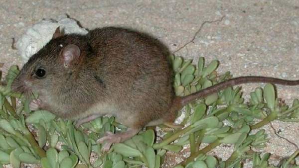 Melomys rubicola Melomys rubicola