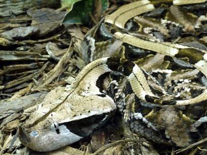 Ejemplar de víbora de Gabón.