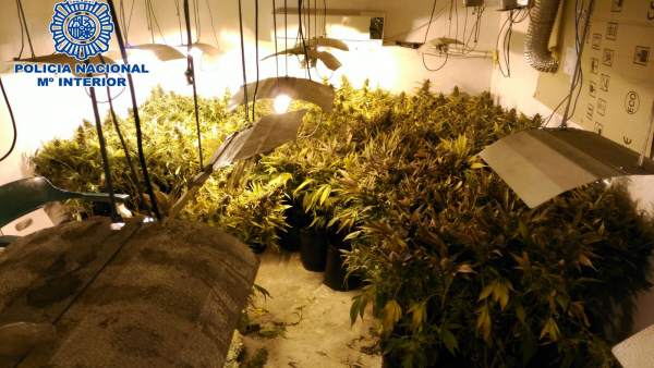 Dos detenidos acusados de regentar un cultivo con 167 plantas de marihuana en El Dos detenidos acusados de regentar un cultivo con 167 plantas de marihuana en El