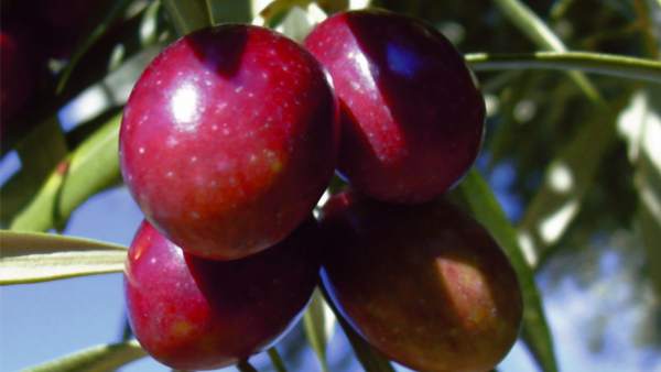 Aceitunas de la variedad Royal, autóctona de la Sierra de Cazorla. Aceitunas de la variedad Royal, autóctona de la Sierra de Cazorla.