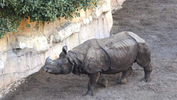 LLEGA UN NUEVO RINOCERONTE INDIO A TERRA NATURA BENIDORM PARA FOMENTAR LA CONSER LLEGA UN NUEVO RINOCERONTE INDIO A TERRA NATURA BENIDORM PARA FOMENTAR LA CONSER