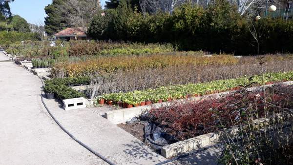 La DPZ distribuye más de 42.000 plantas a 134 municipios para decorar sus espaci La DPZ distribuye más de 42.000 plantas a 134 municipios para decorar sus espaci