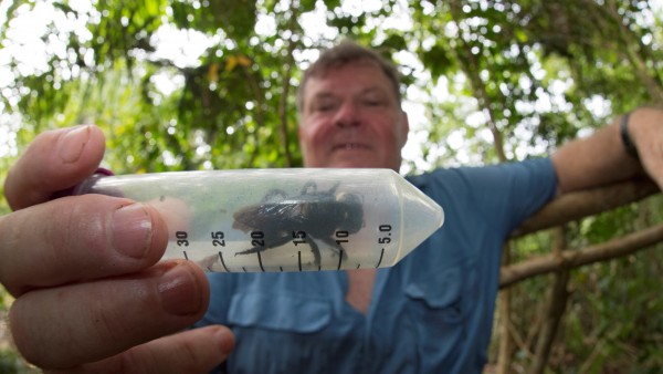 abeja más grande del mundo abeja más grande del mundo