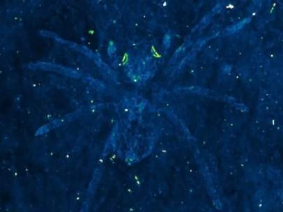 Fósil de araña de la Formación Jinju cuyos ojos continúan brillando tras su muerte.
