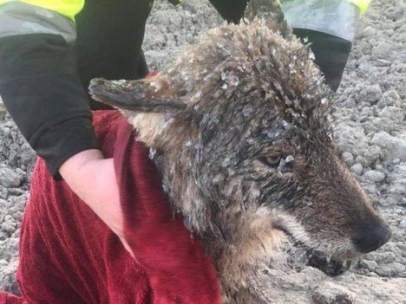 Lobo salvaje rescatado de un río helado en Estonia.