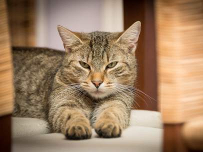 Gato doméstico