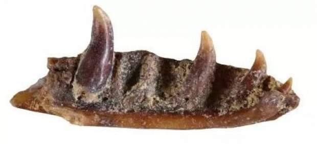 Mandíbula del nuevo lagarto sin patas, 'Ophisaurus manchenioi'.
