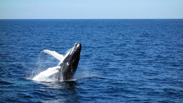 Ballena azul Ballena azul